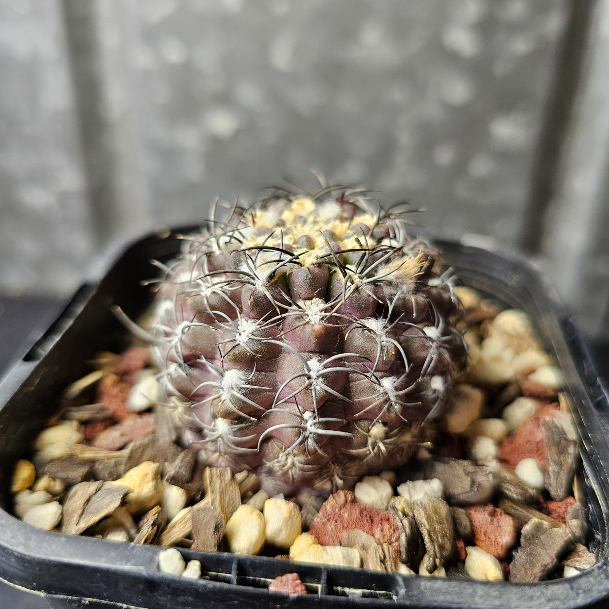 Eriosyce hybrid (Select)