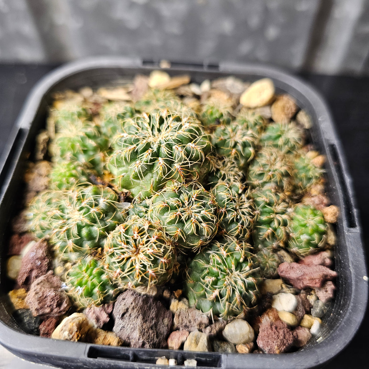 Sulcorebutia caniguerali v. applanata