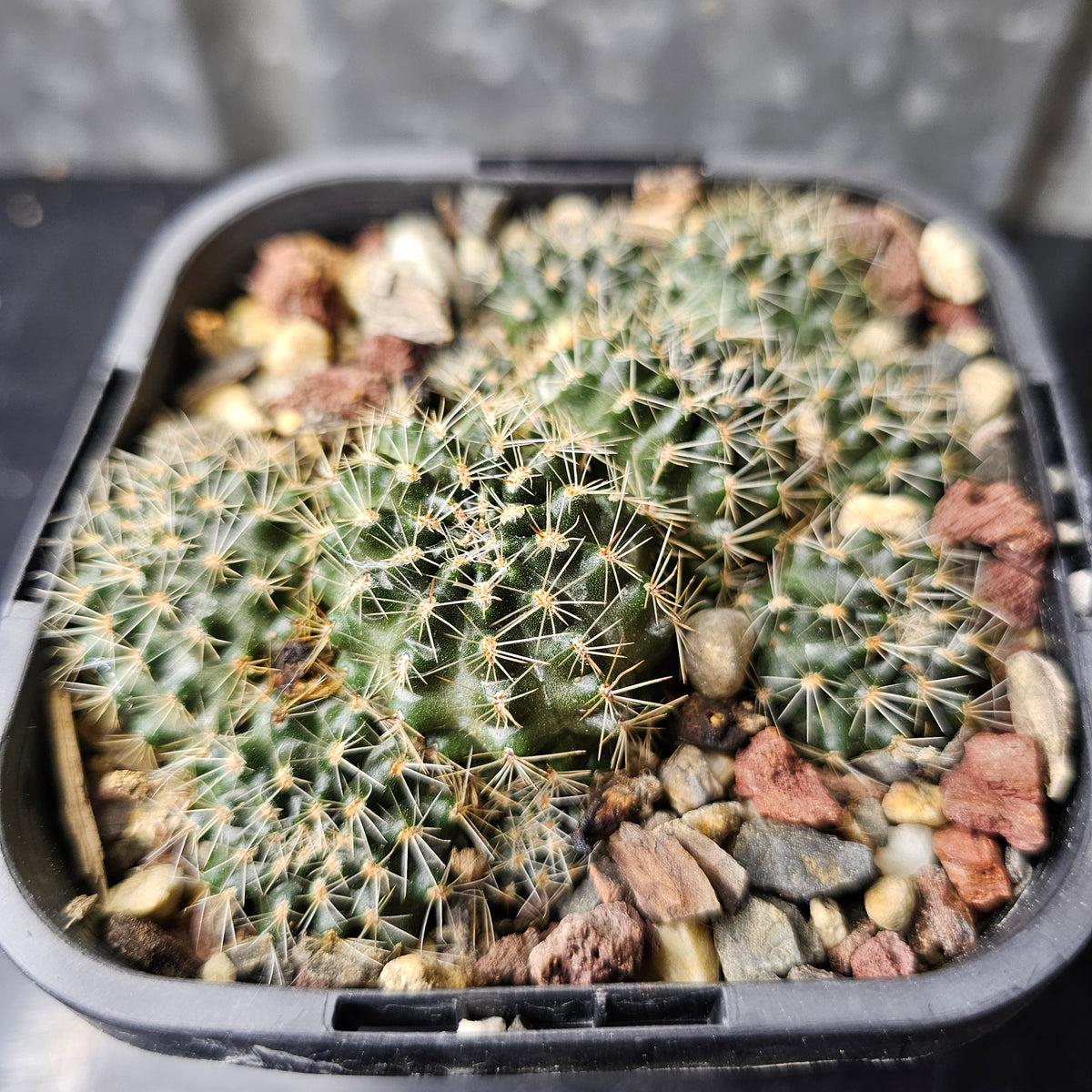 Rebutia pygmaea