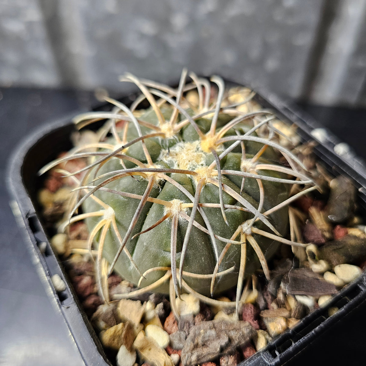 Gymnocalycium spegazzini (DJF248)