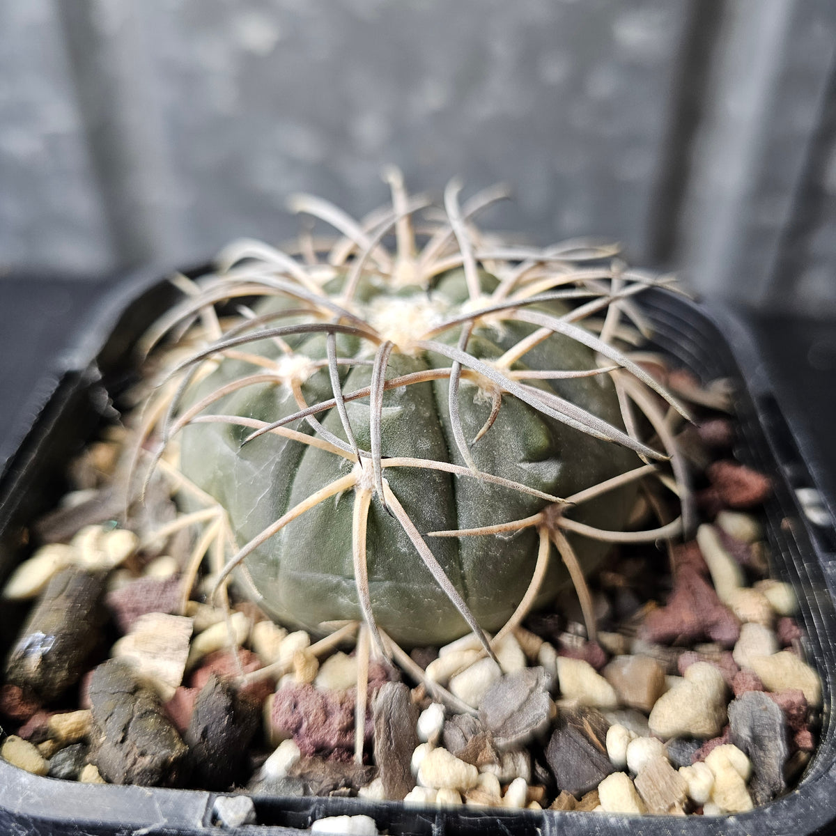 Gymnocalycium spegazzini (DJF248)