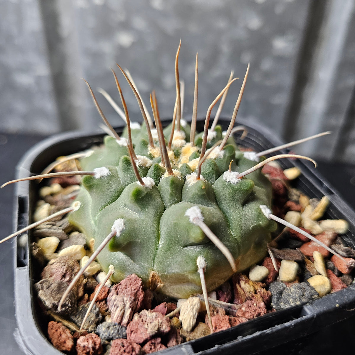 Gymnocalycium vatteri (single spine)