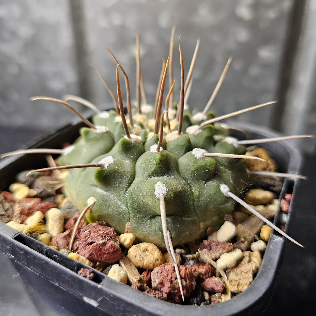 Gymnocalycium vatteri (single spine)