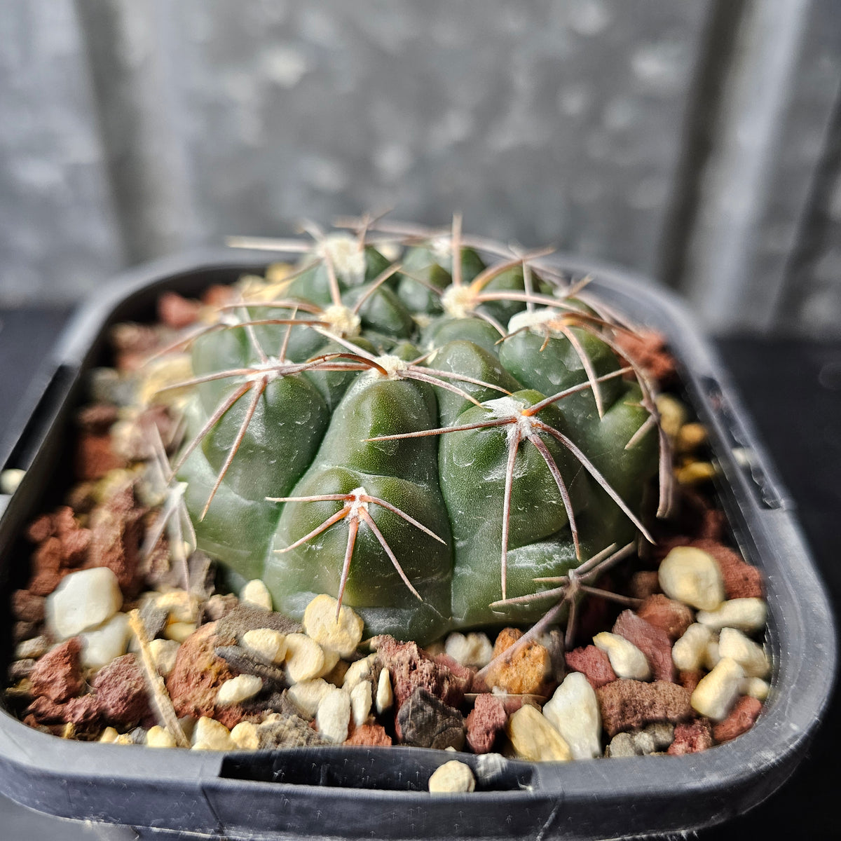 Gymnocalycium sutterianum aff.