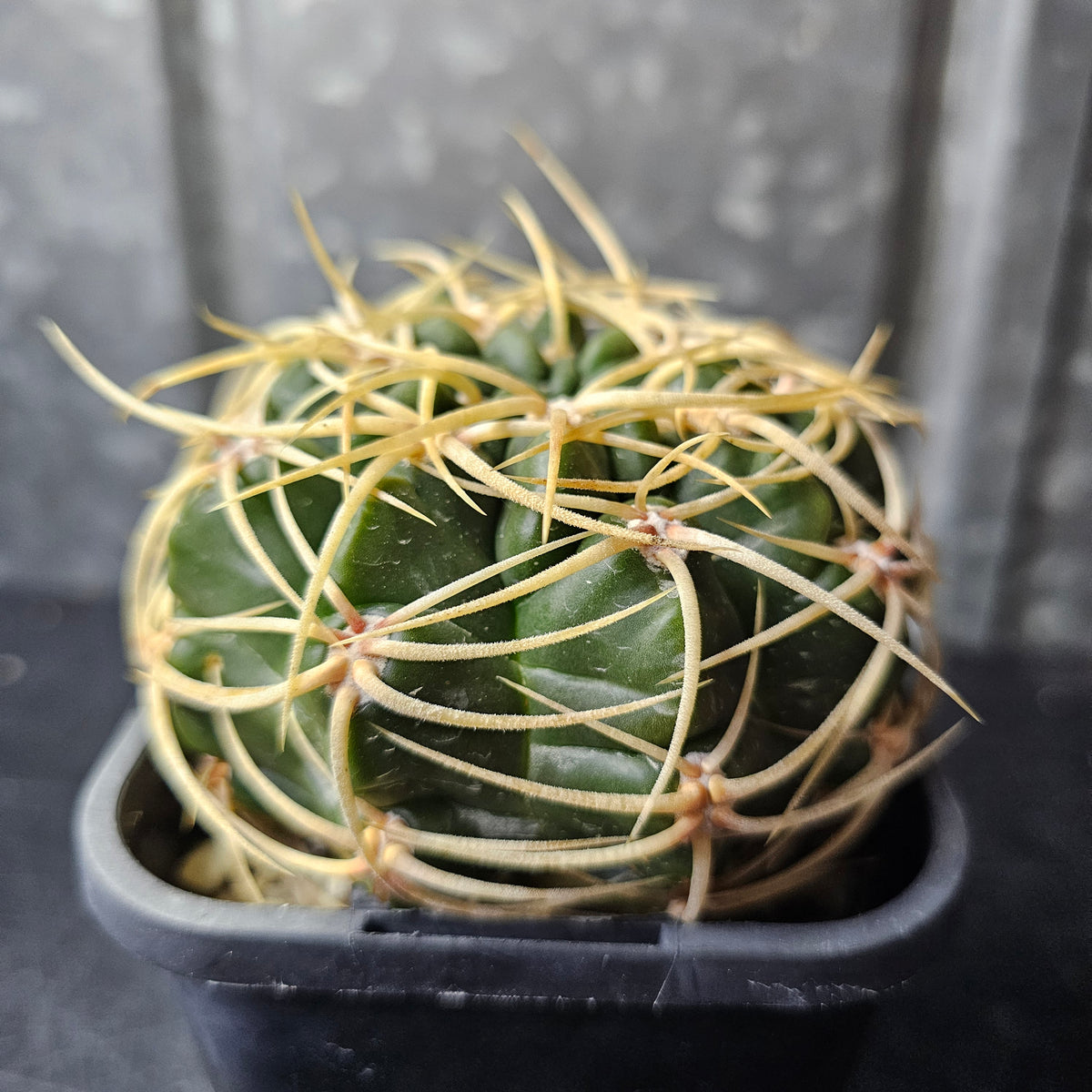 Gymnocalycium orientale ssp. vikulovii