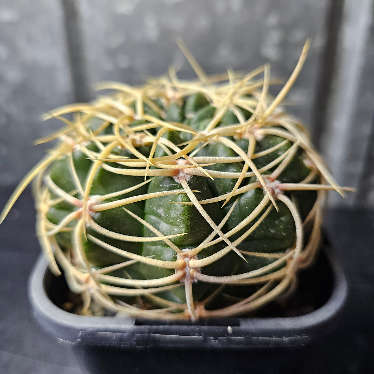 Gymnocalycium orientale ssp. vikulovii