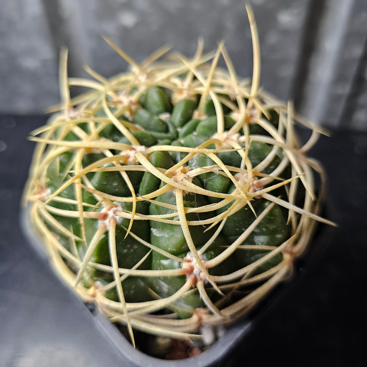 Gymnocalycium orientale ssp. vikulovii