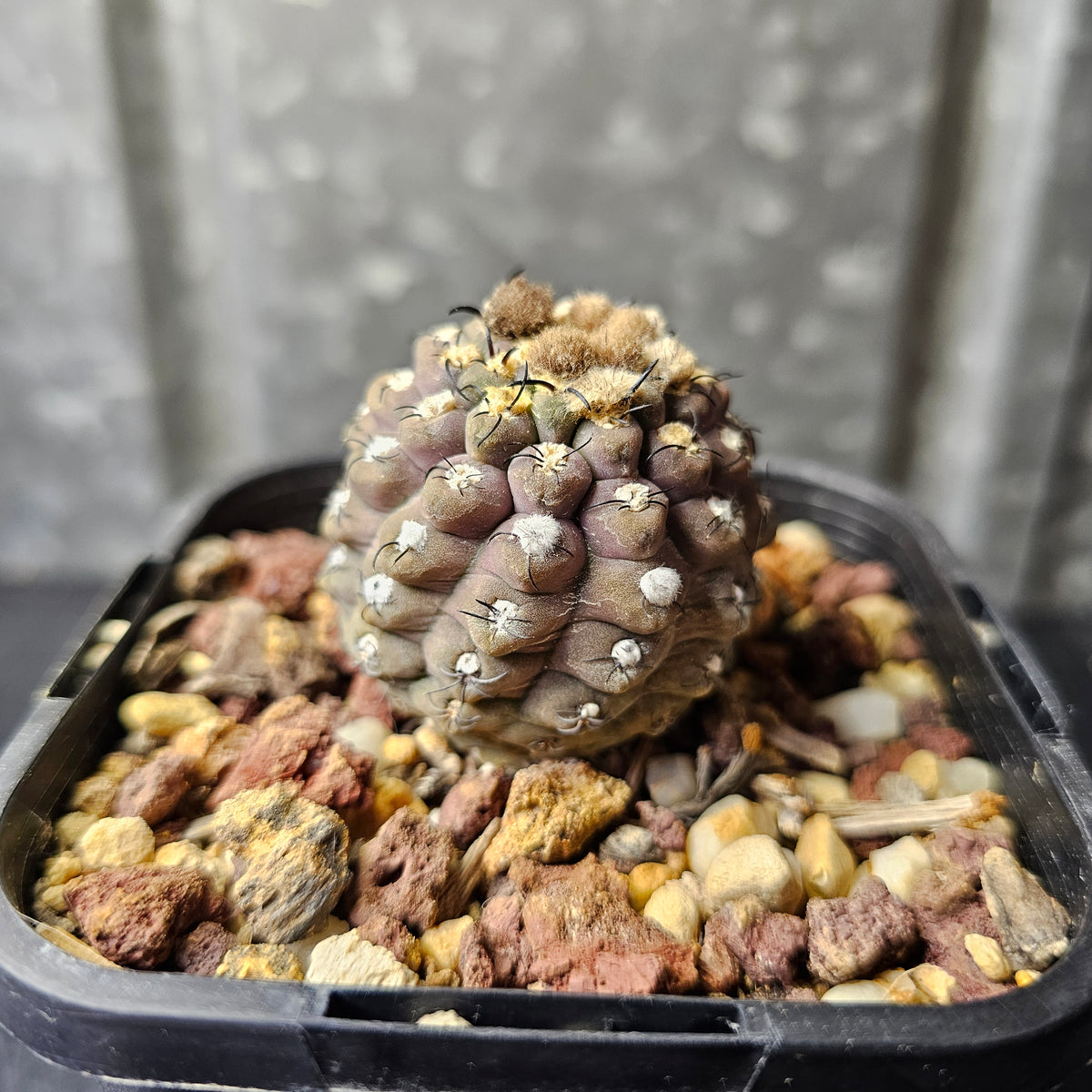 Neoporteria reichii (Relic Grade)