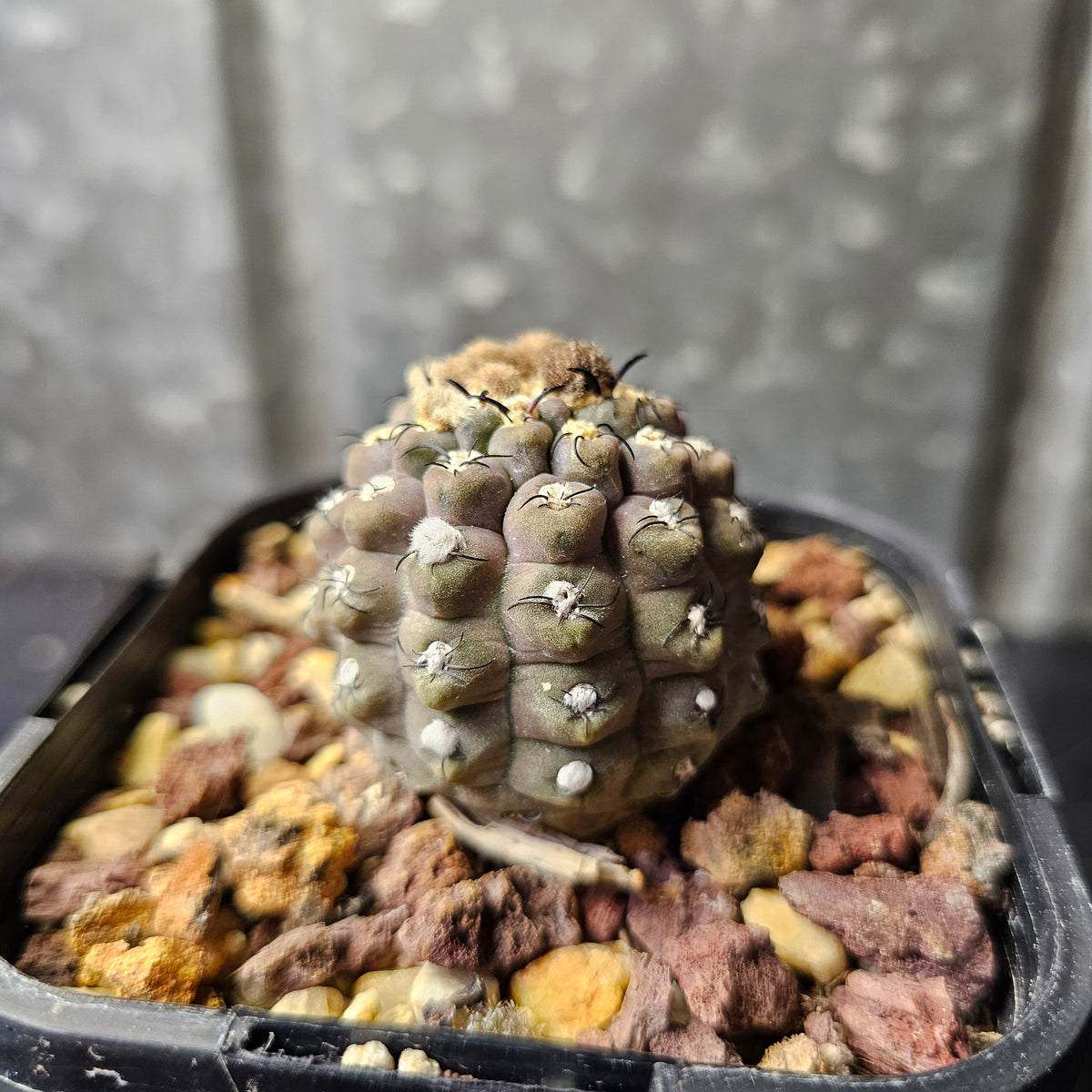 Neoporteria reichii (Relic Grade)