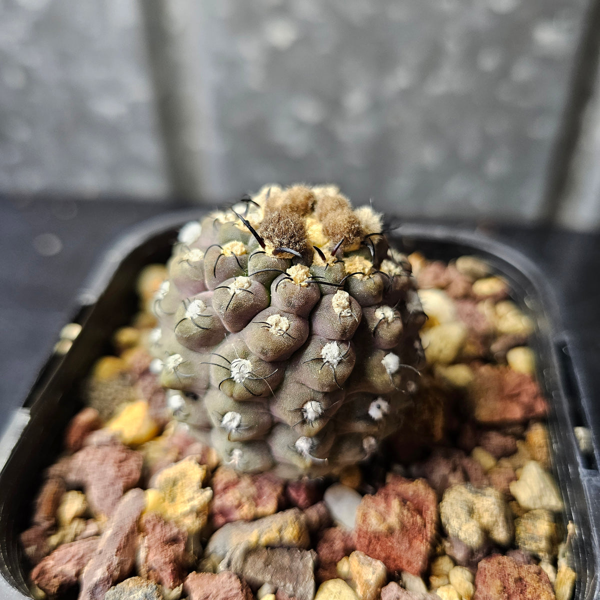 Neoporteria reichii (Relic Grade)