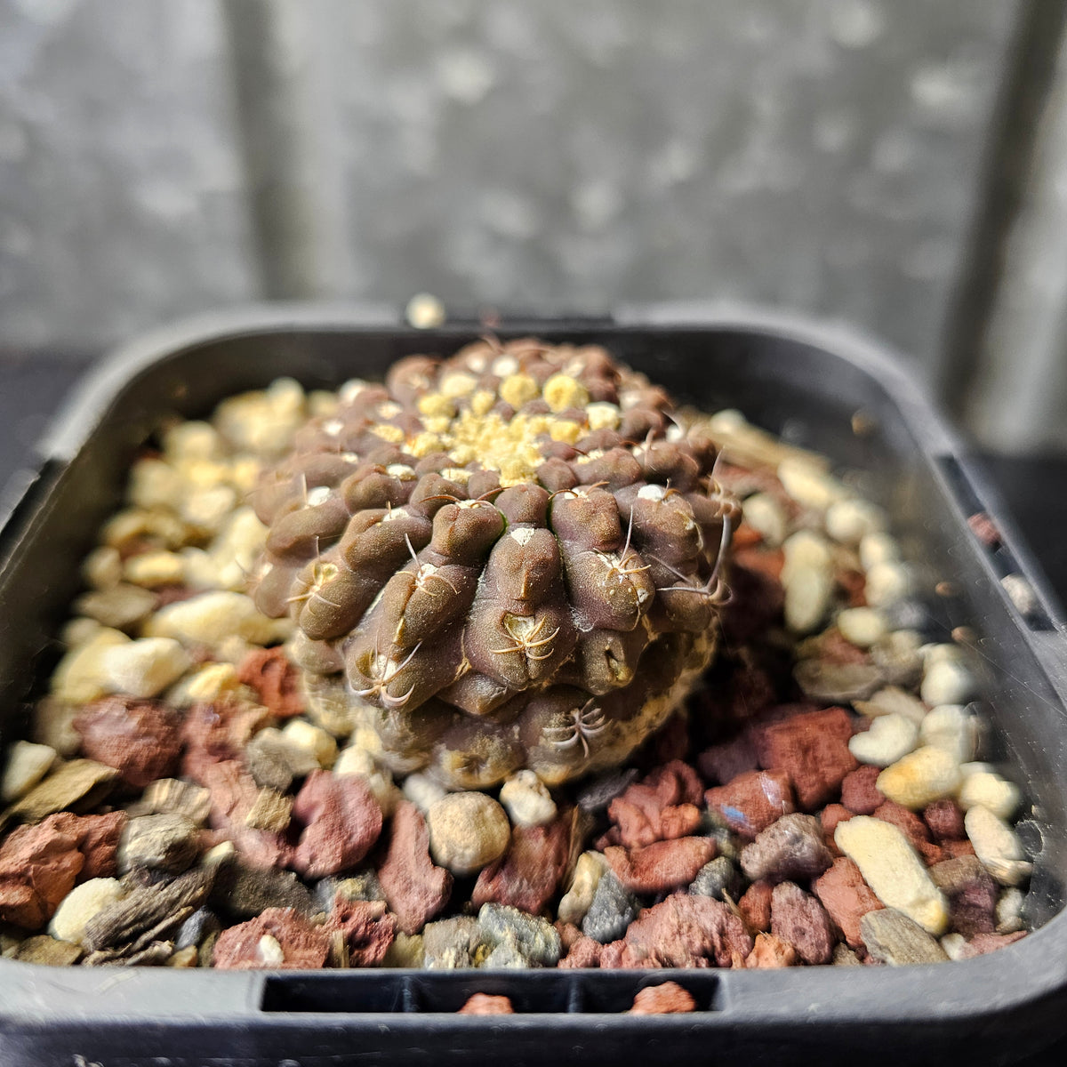 Chileorebutia glabrescens