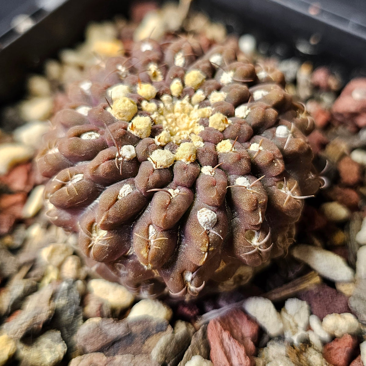 Chileorebutia glabrescens