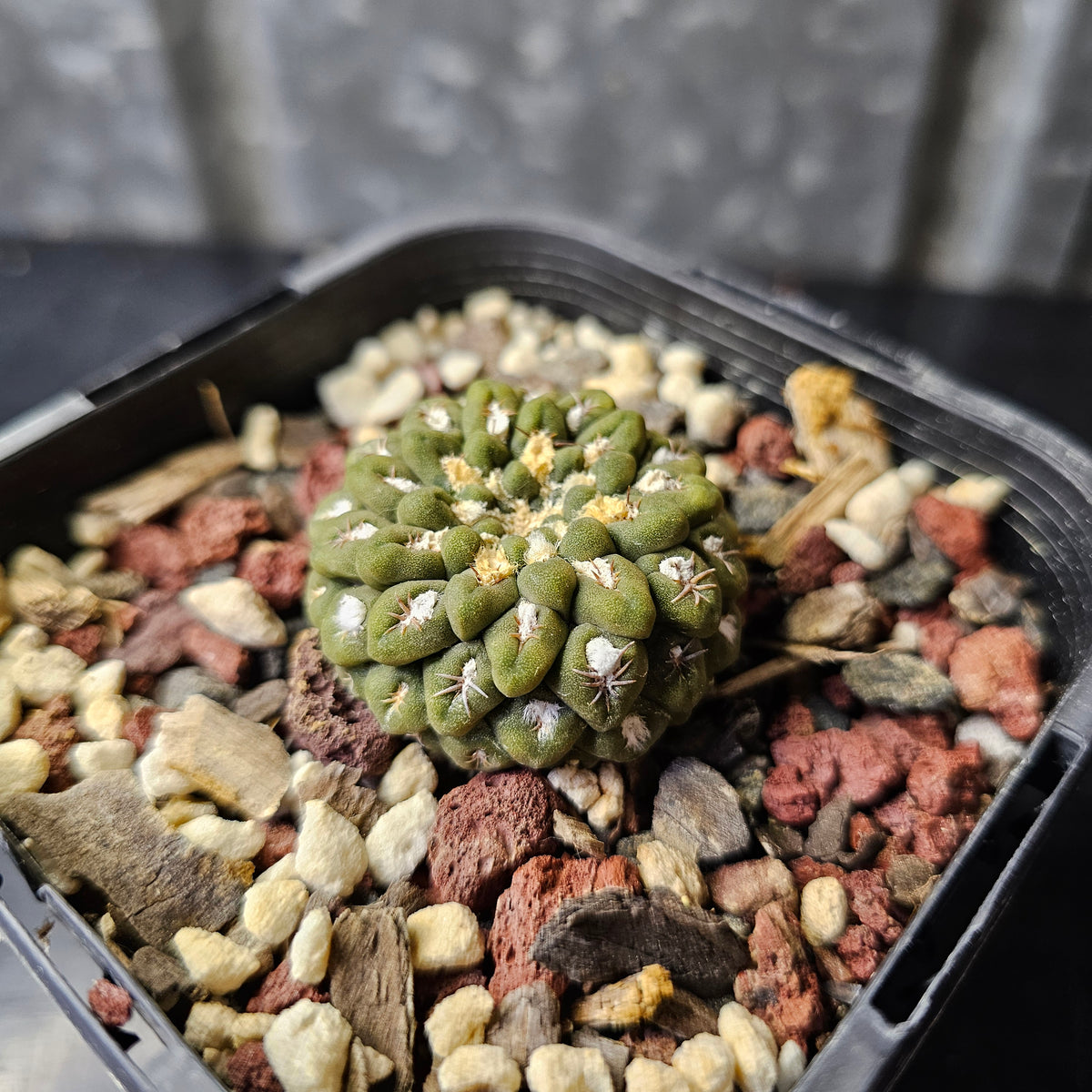 Chileorebutia carneoflora