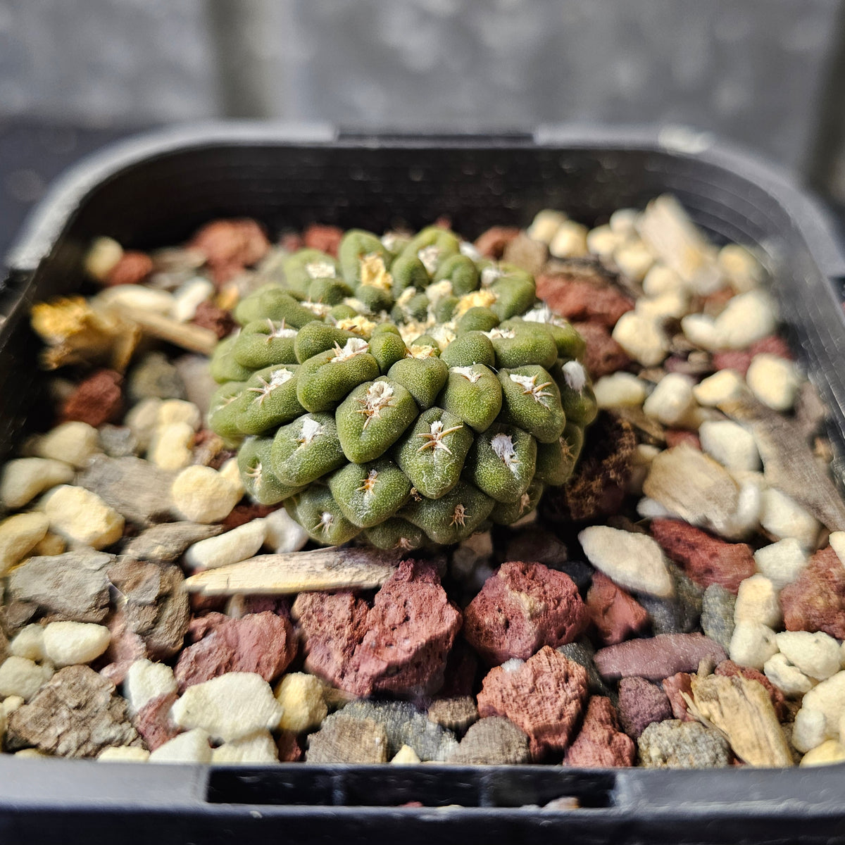 Chileorebutia carneoflora