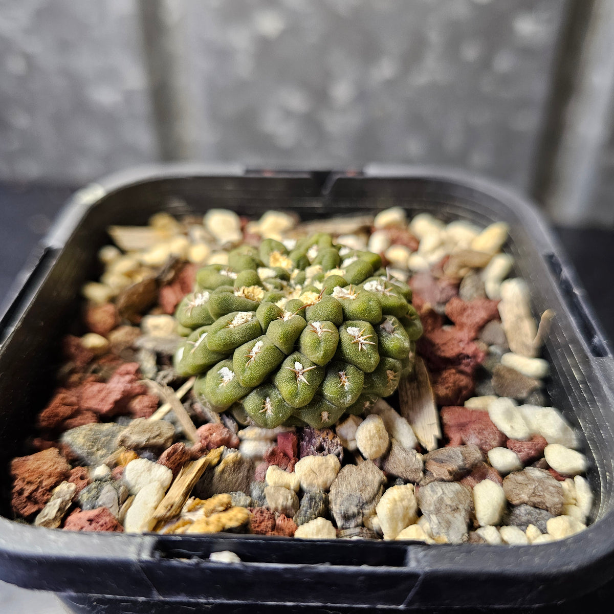 Chileorebutia carneoflora