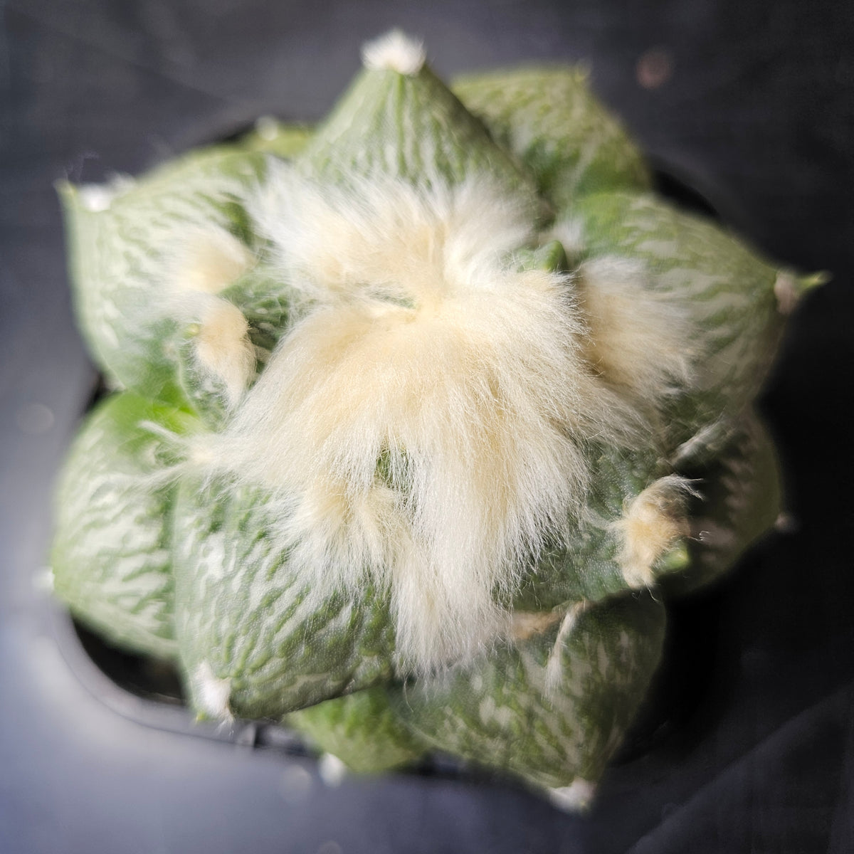 Ariocarpus Euro Hybrid