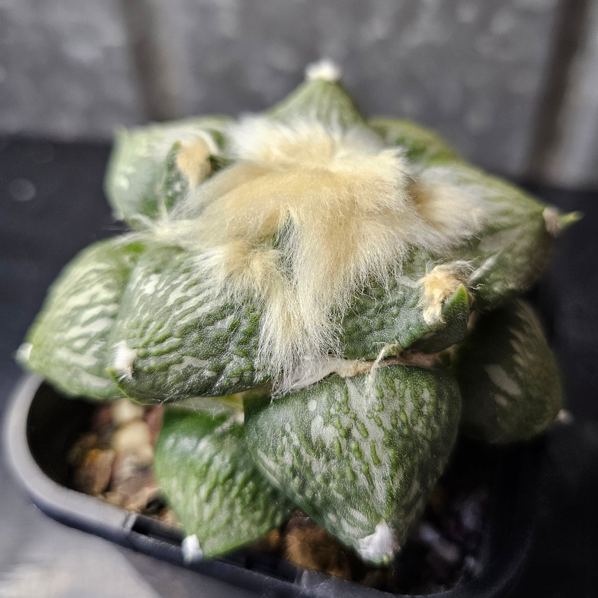 Ariocarpus Euro Hybrid