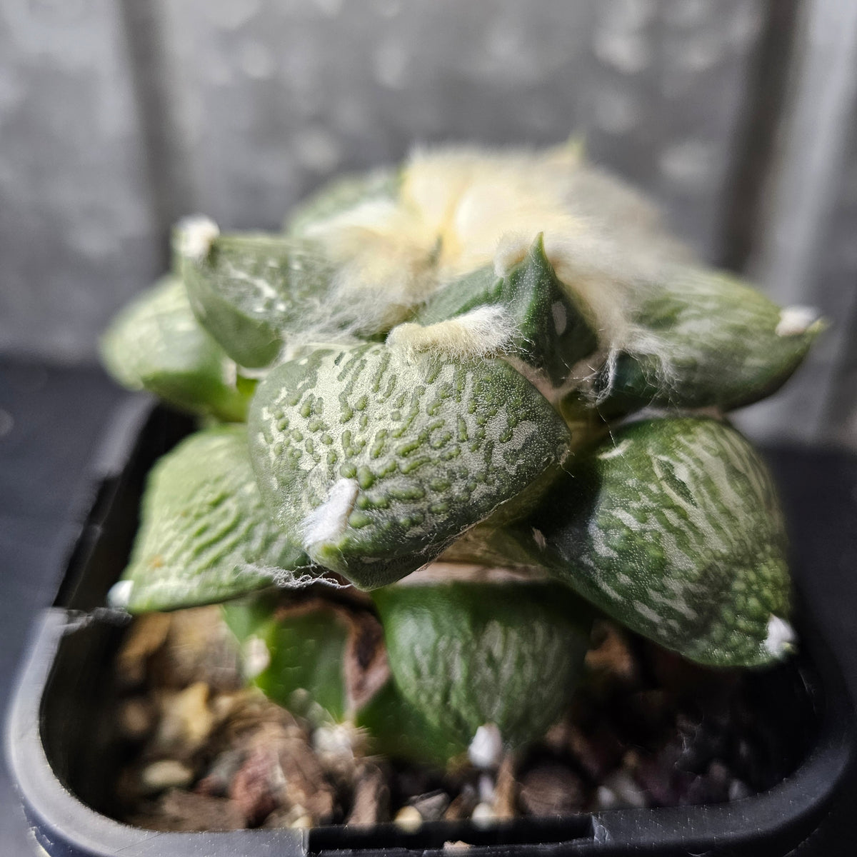 Ariocarpus Euro Hybrid