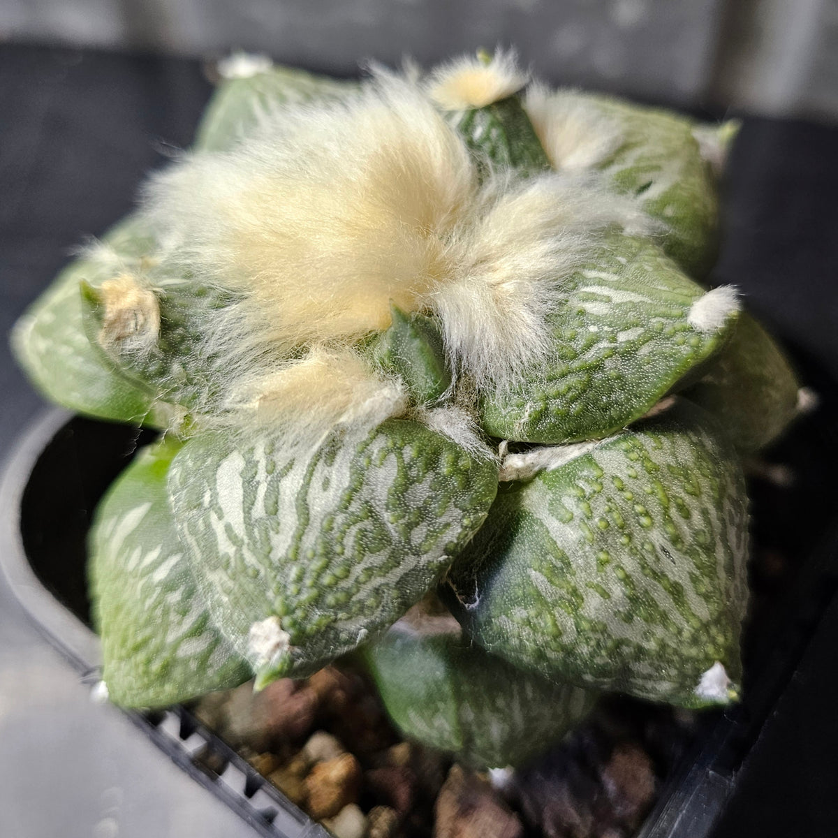 Ariocarpus Euro Hybrid