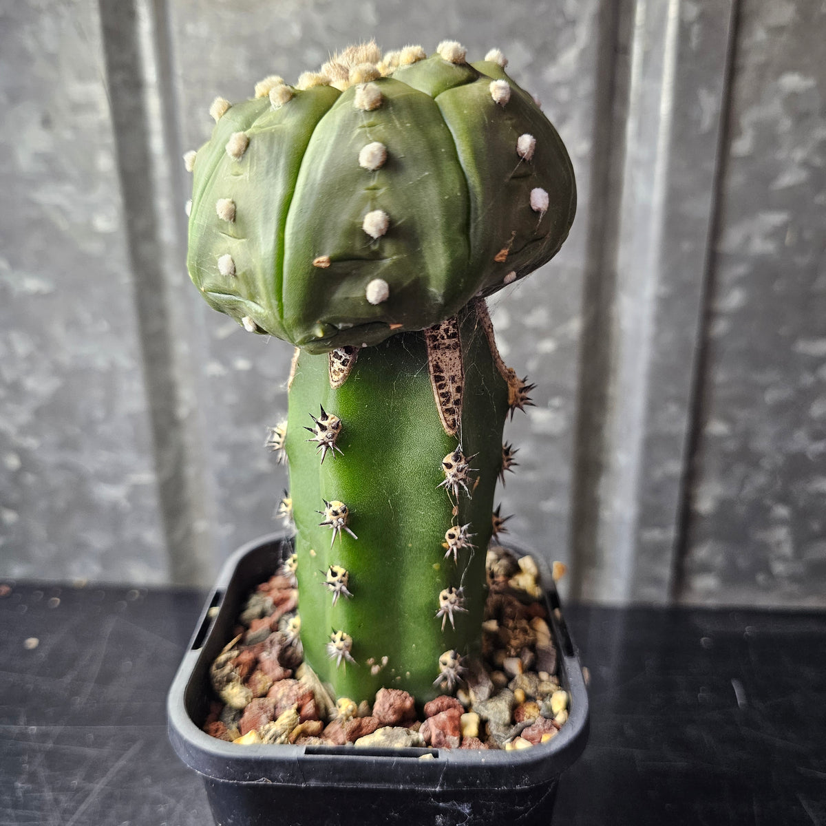 Astrophytum asterias hybrid