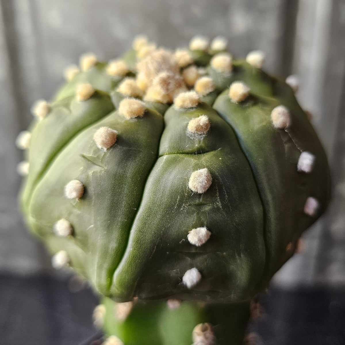 Astrophytum asterias hybrid