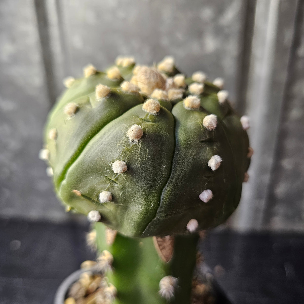 Astrophytum asterias hybrid