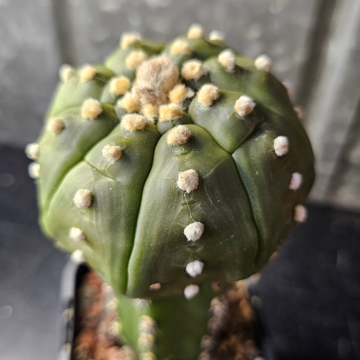 Astrophytum asterias hybrid