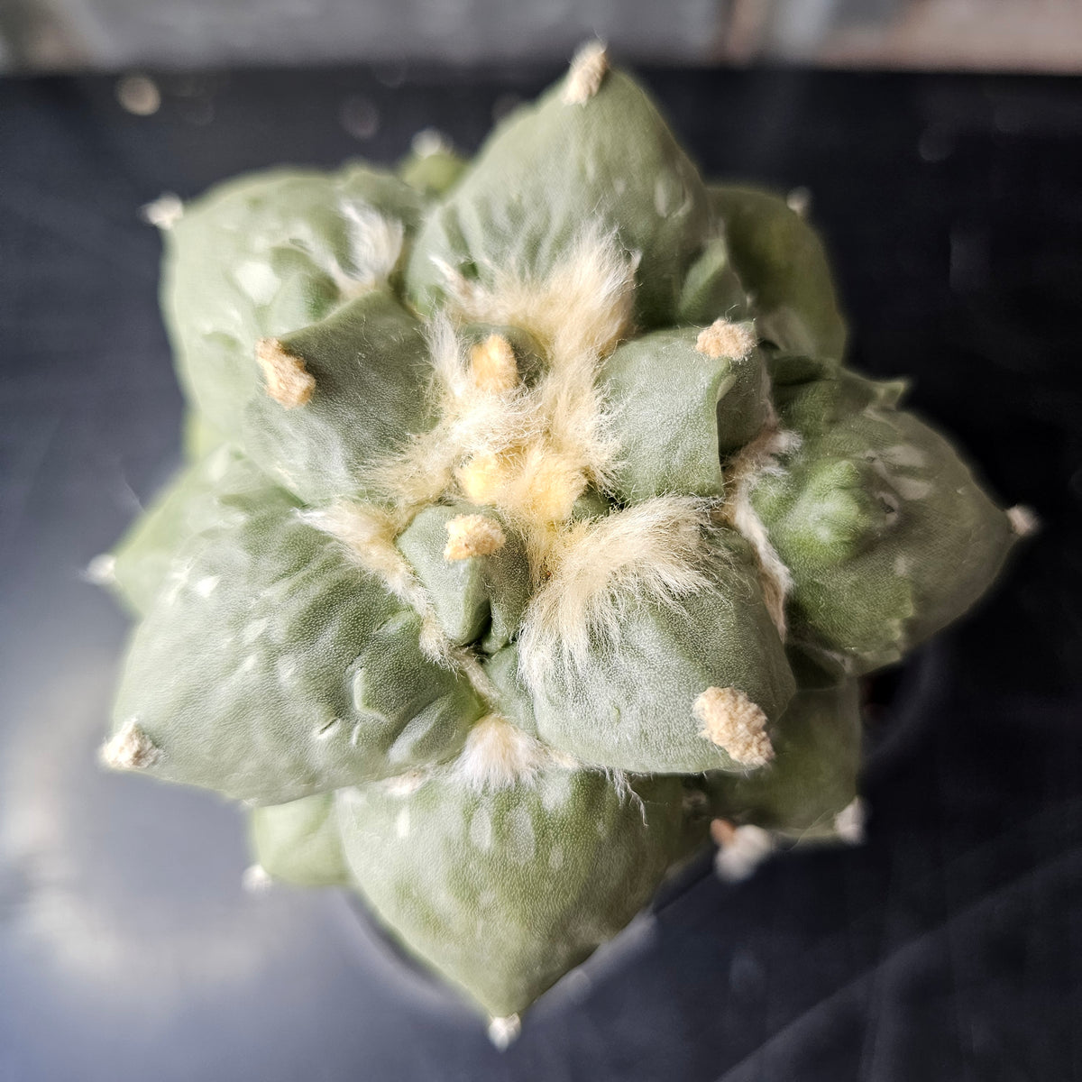 Ariocarpus cv. Cauliflower F1 Japan