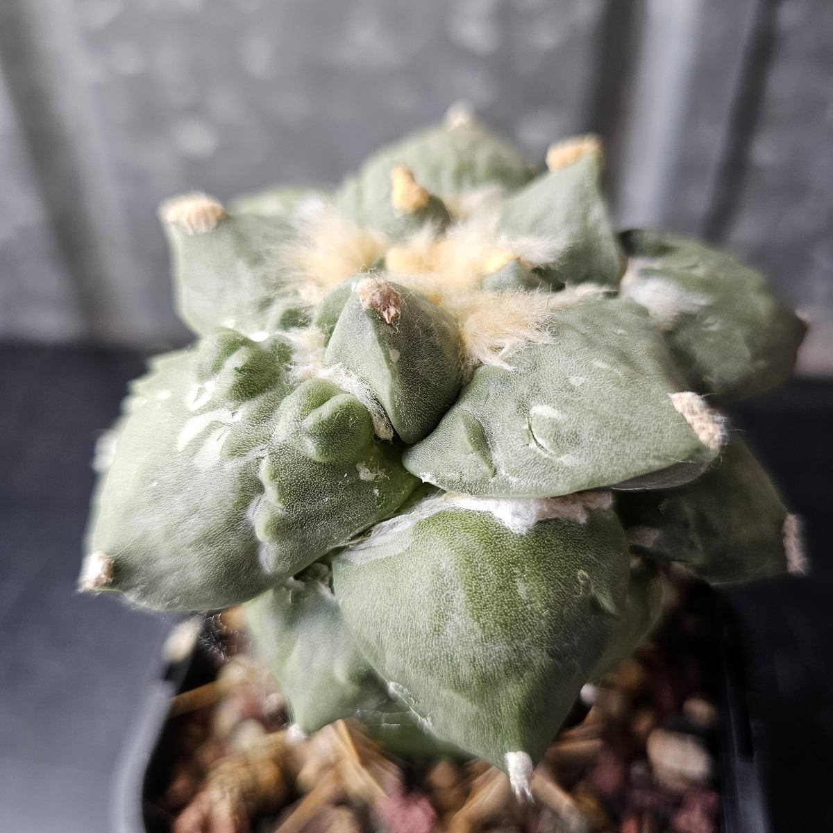 Ariocarpus cv. Cauliflower F1 Japan