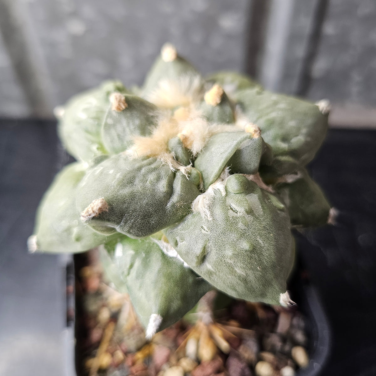 Ariocarpus cv. Cauliflower F1 Japan