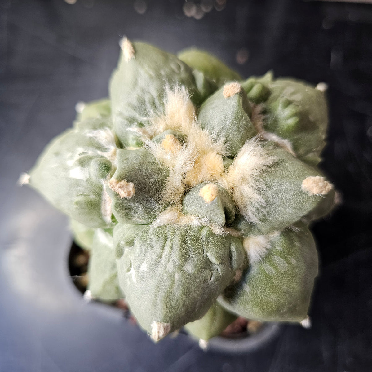 Ariocarpus cv. Cauliflower F1 Japan