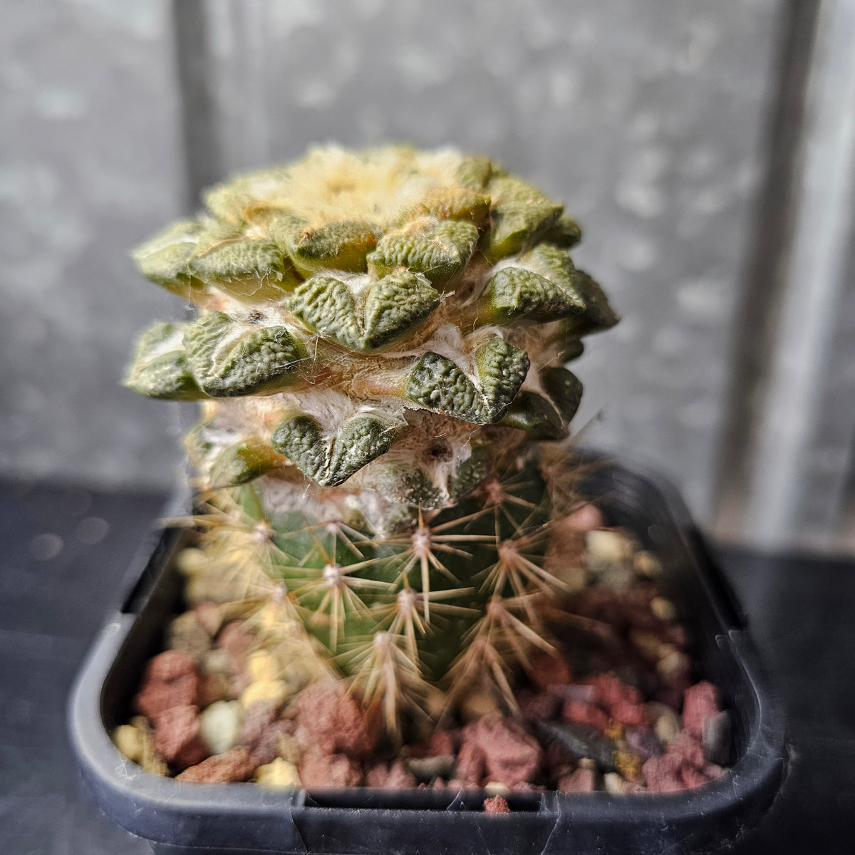 Ariocarpus kotschoubeyanus x Godzilla