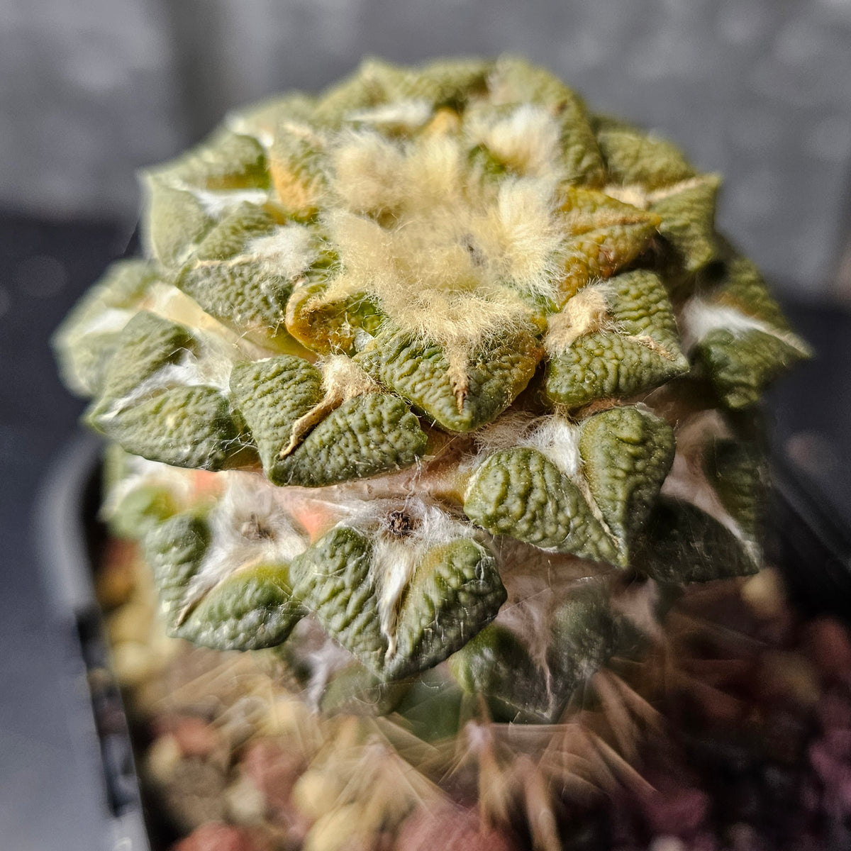 Ariocarpus kotschoubeyanus x Godzilla