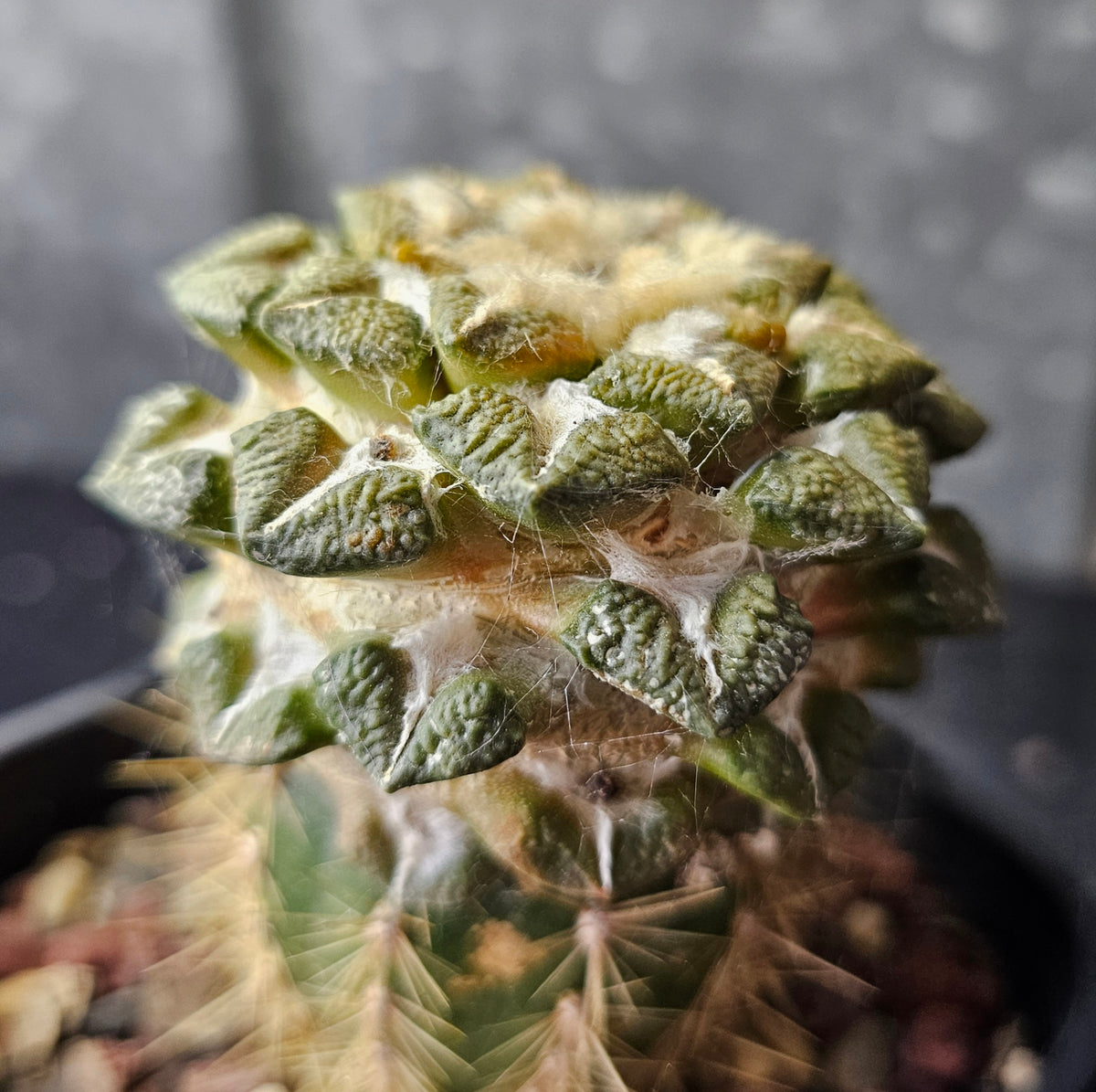 Ariocarpus kotschoubeyanus x Godzilla