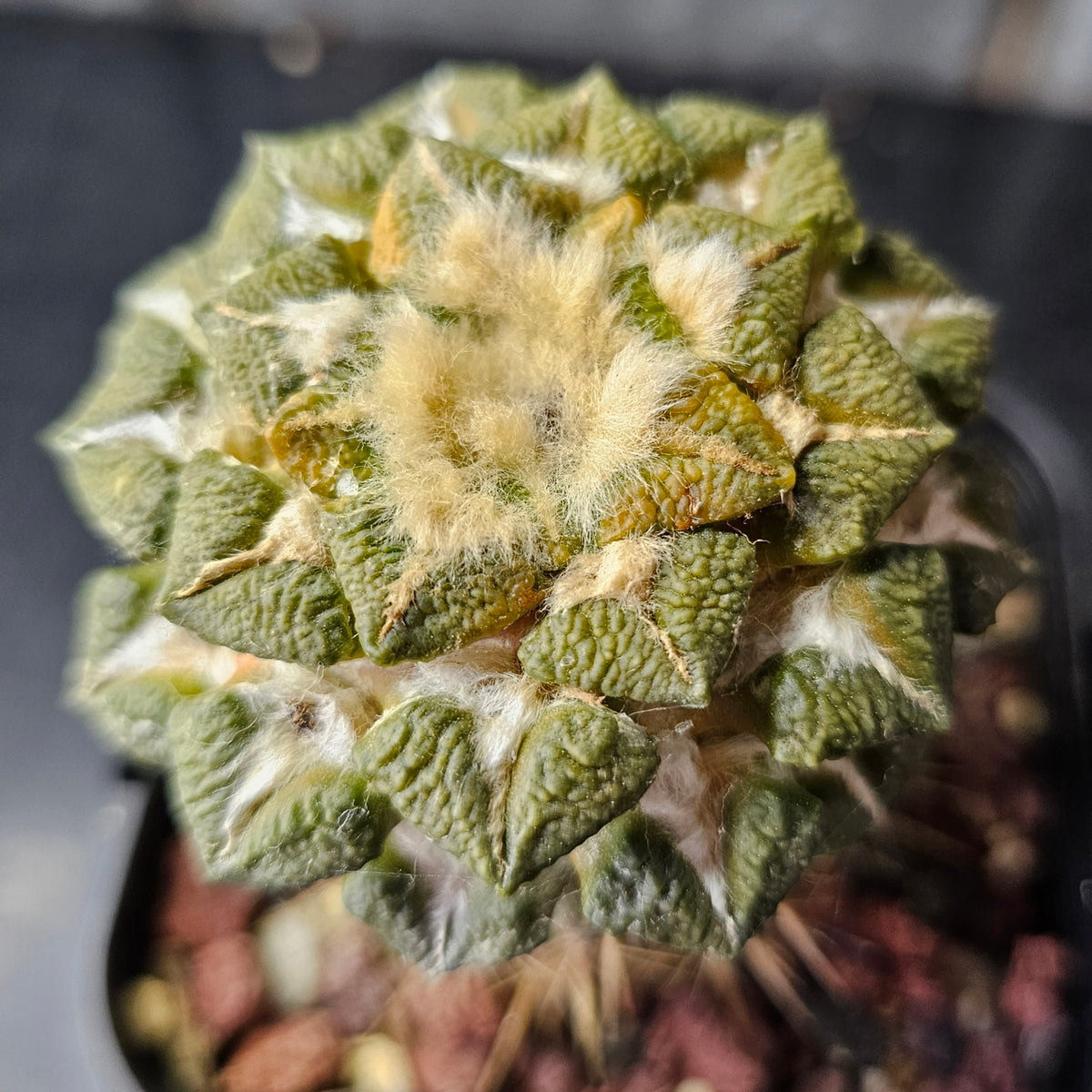 Ariocarpus kotschoubeyanus x Godzilla