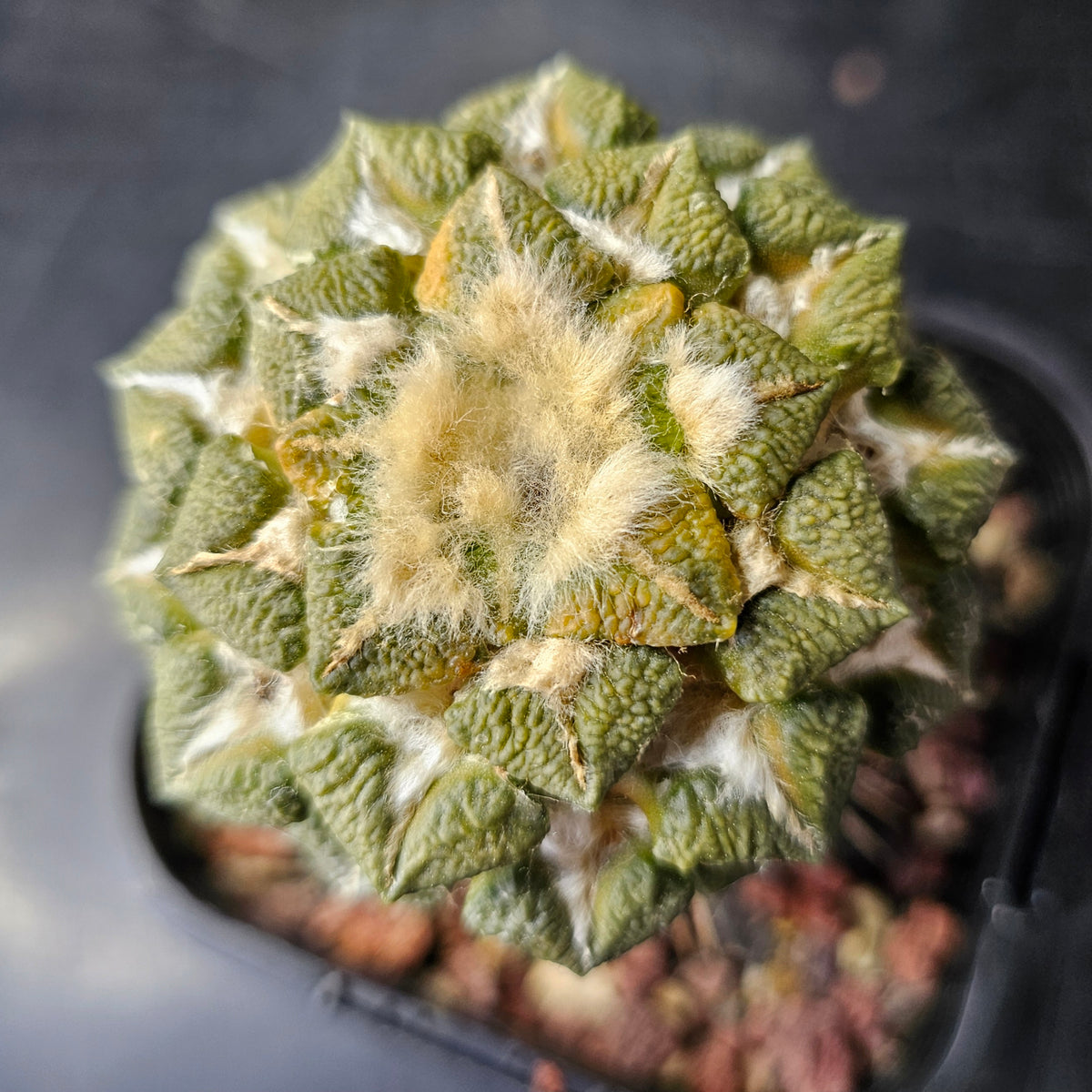 Ariocarpus kotschoubeyanus x Godzilla