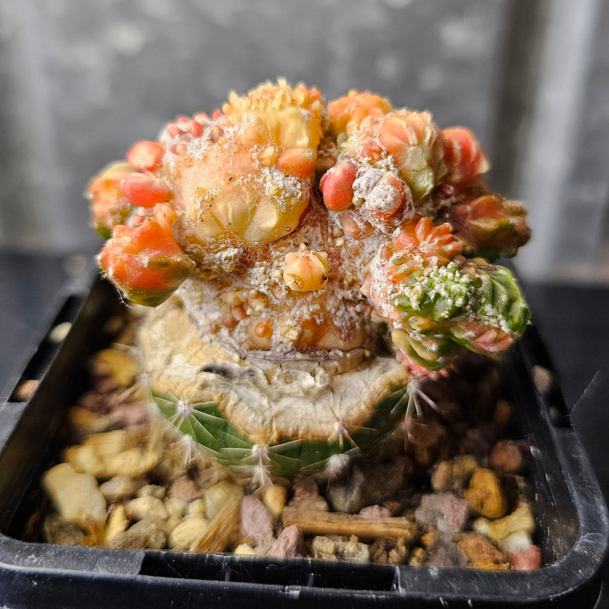 Astrophytum cv. Kikko Yoroi Fukuryu (Isolated Growth)