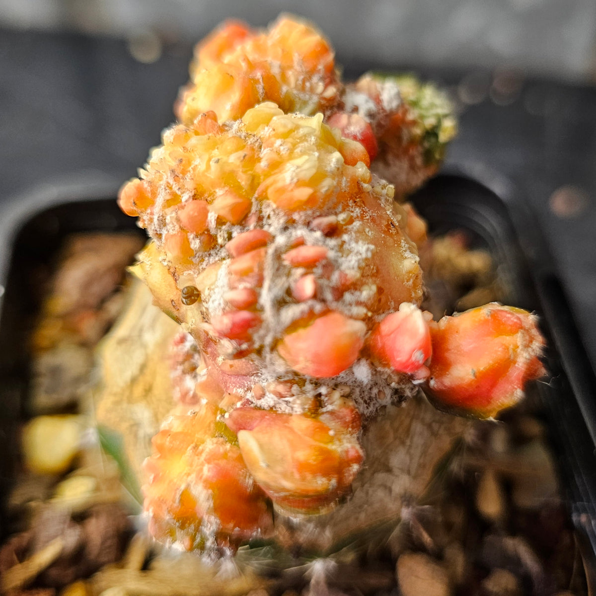 Astrophytum cv. Kikko Yoroi Fukuryu (Isolated Growth)