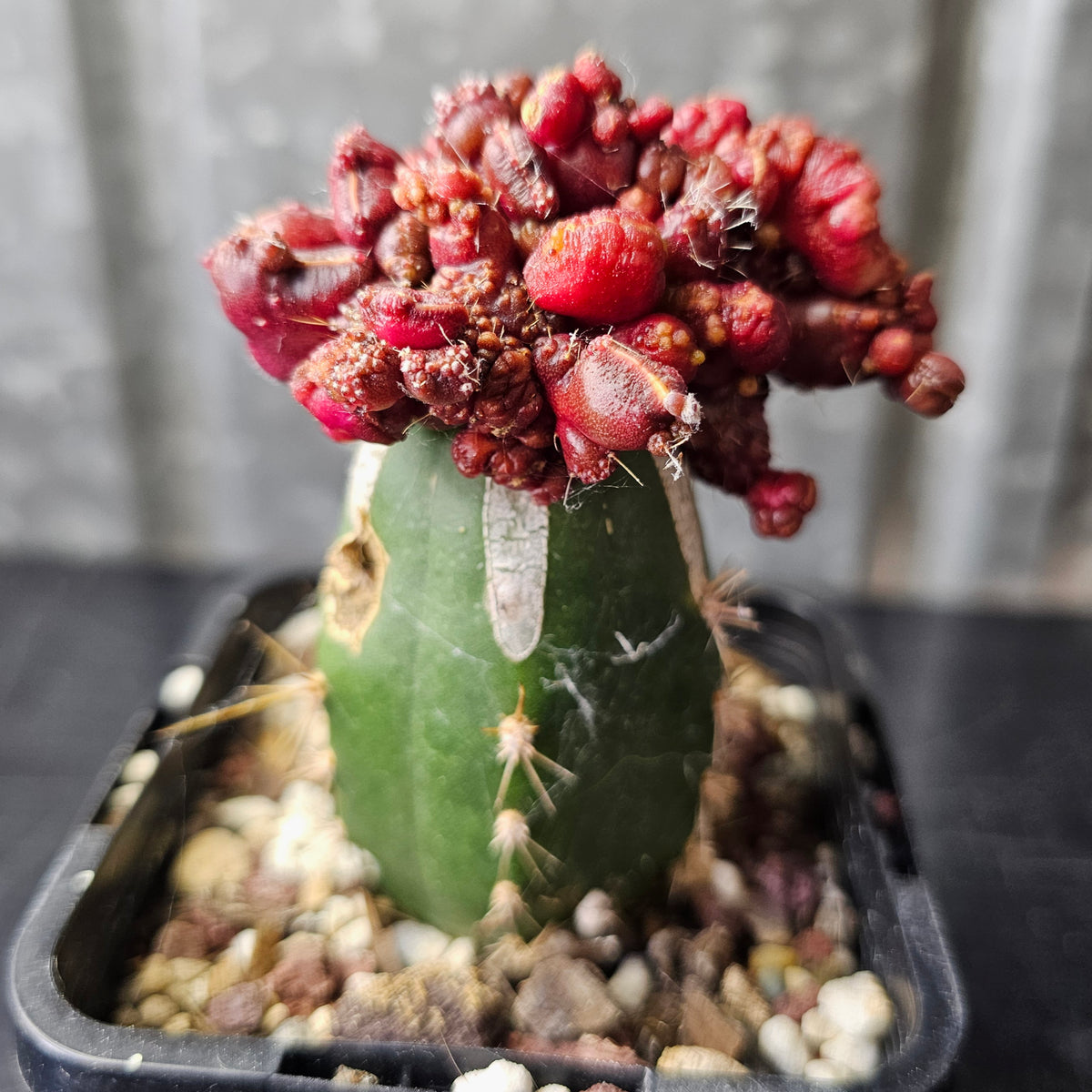 Echinopsis cv. Chocolate