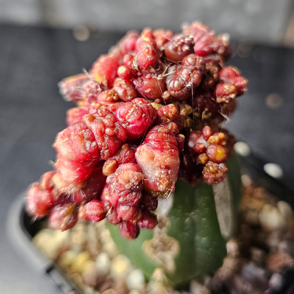 Echinopsis cv. Chocolate
