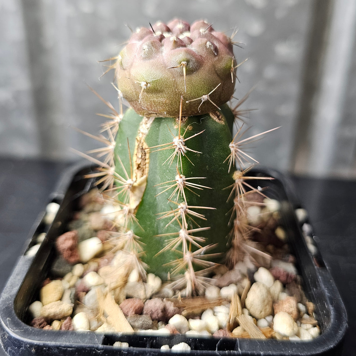Copiapoa cinerea (graft)