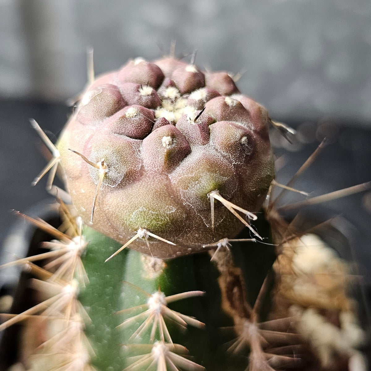 Copiapoa cinerea (graft)