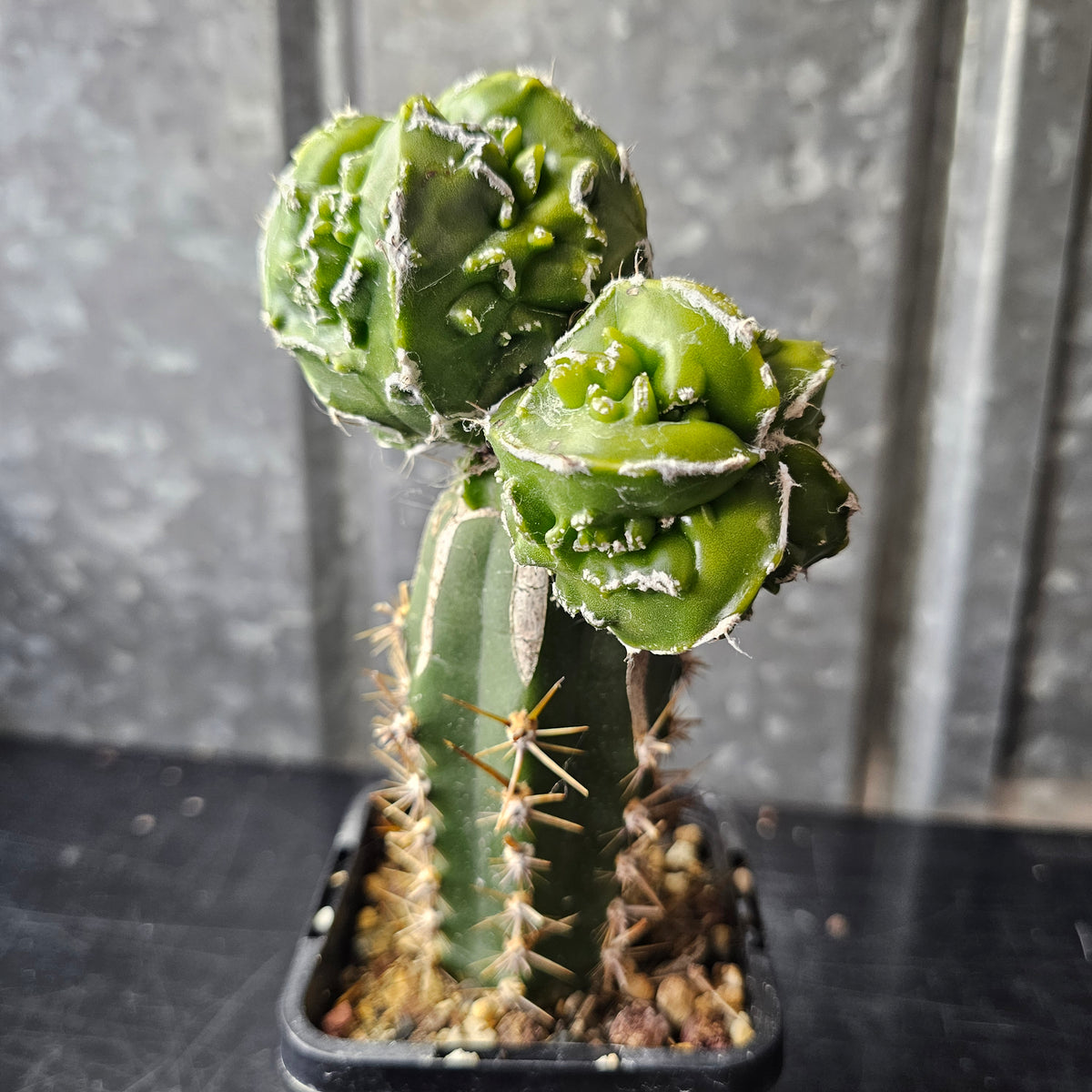 Astrophytum Myrio Hekiran Japan F1