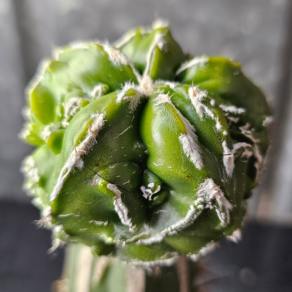 Astrophytum Myrio Hekiran Japan F1