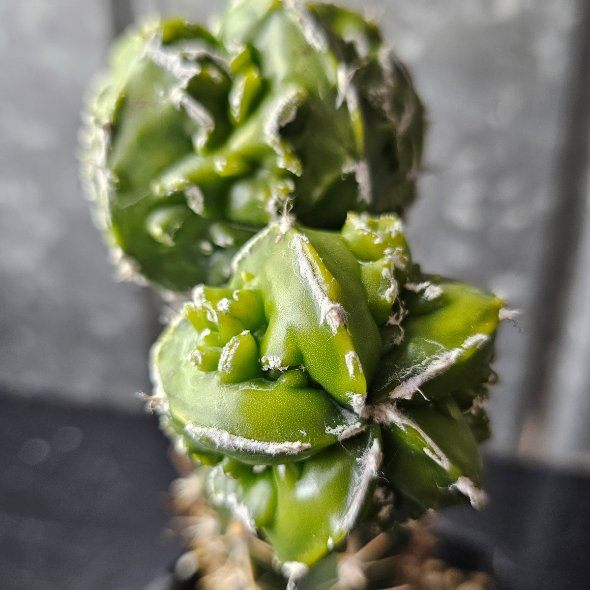 Astrophytum Myrio Hekiran Japan F1