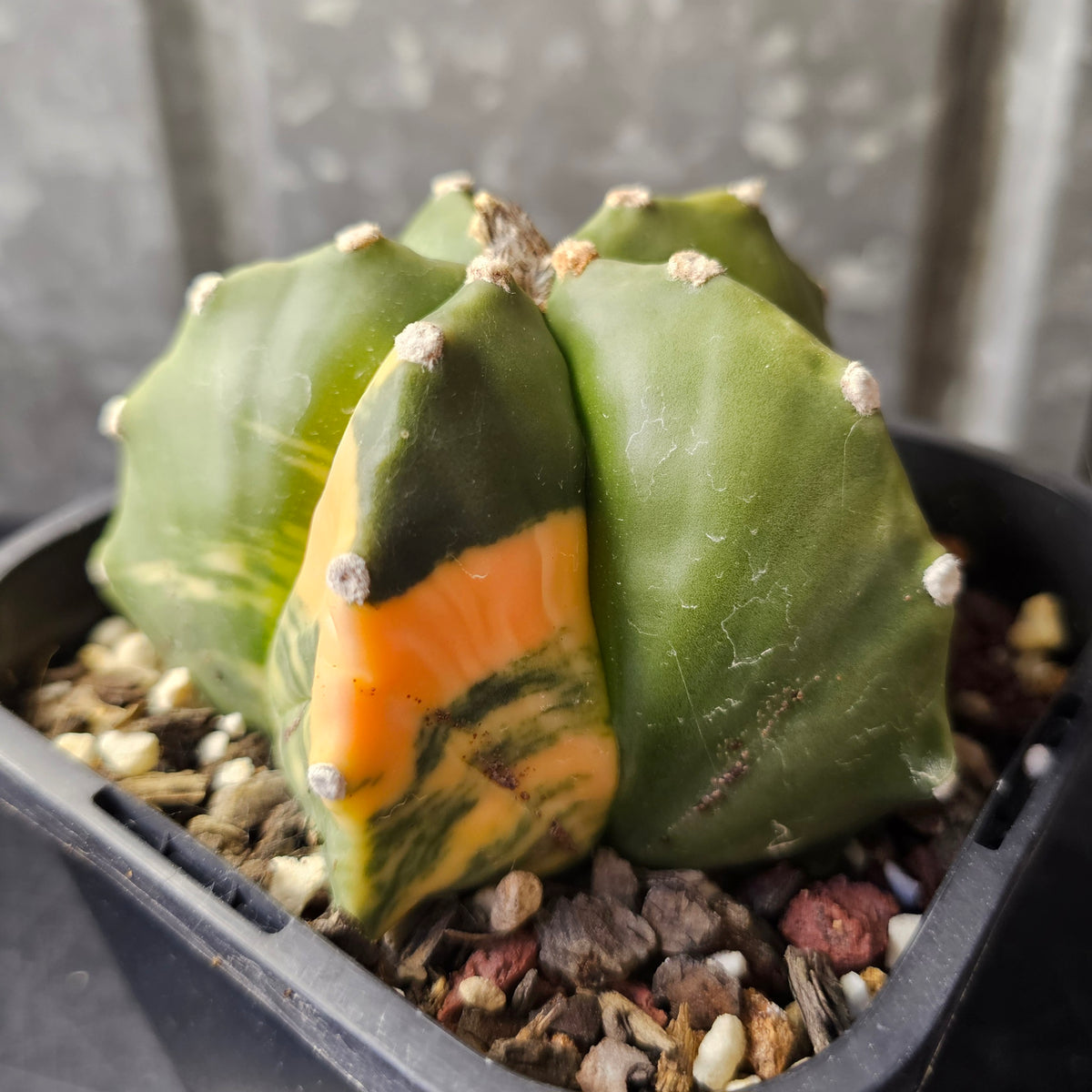 Astrophytum myriostigma variegated