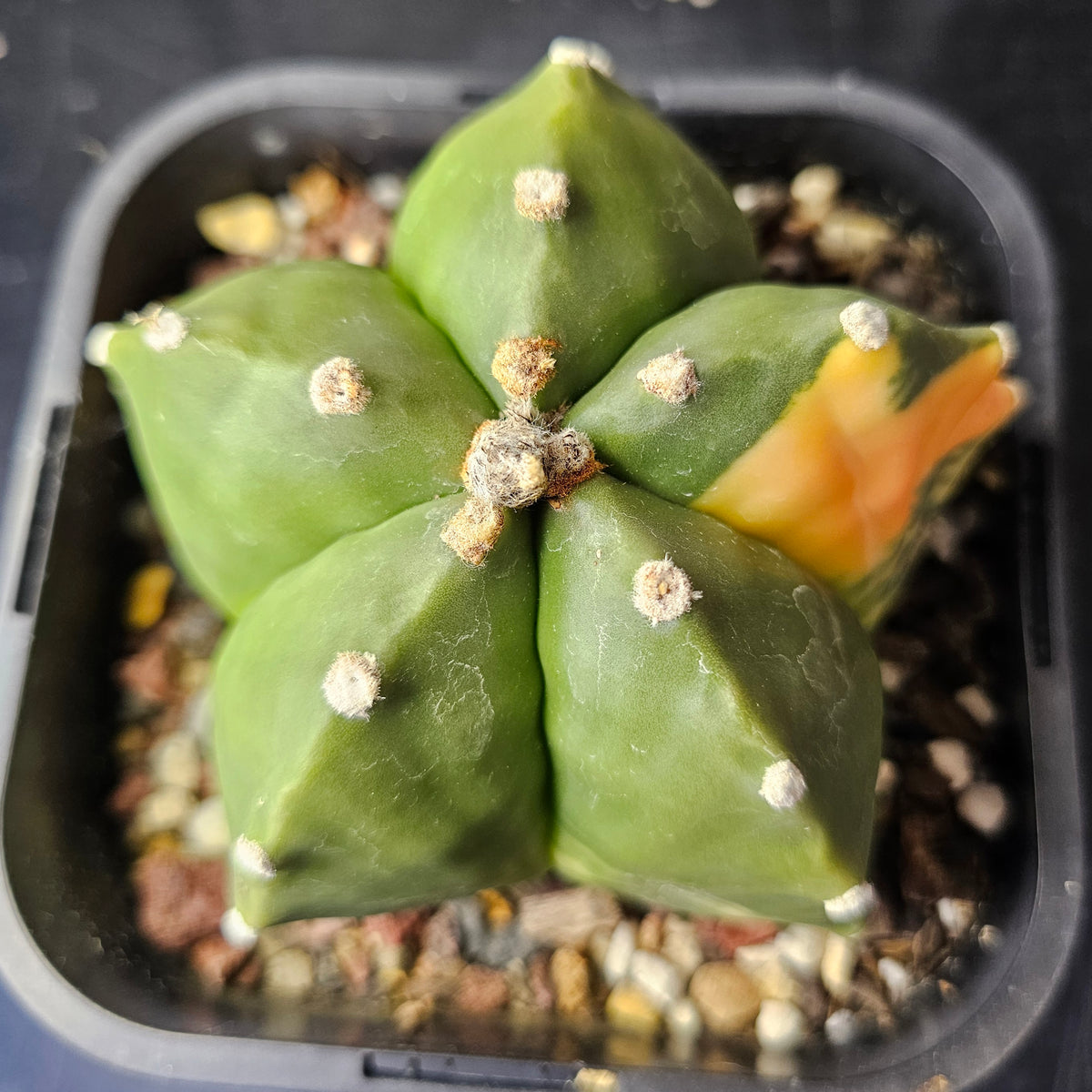 Astrophytum myriostigma variegated