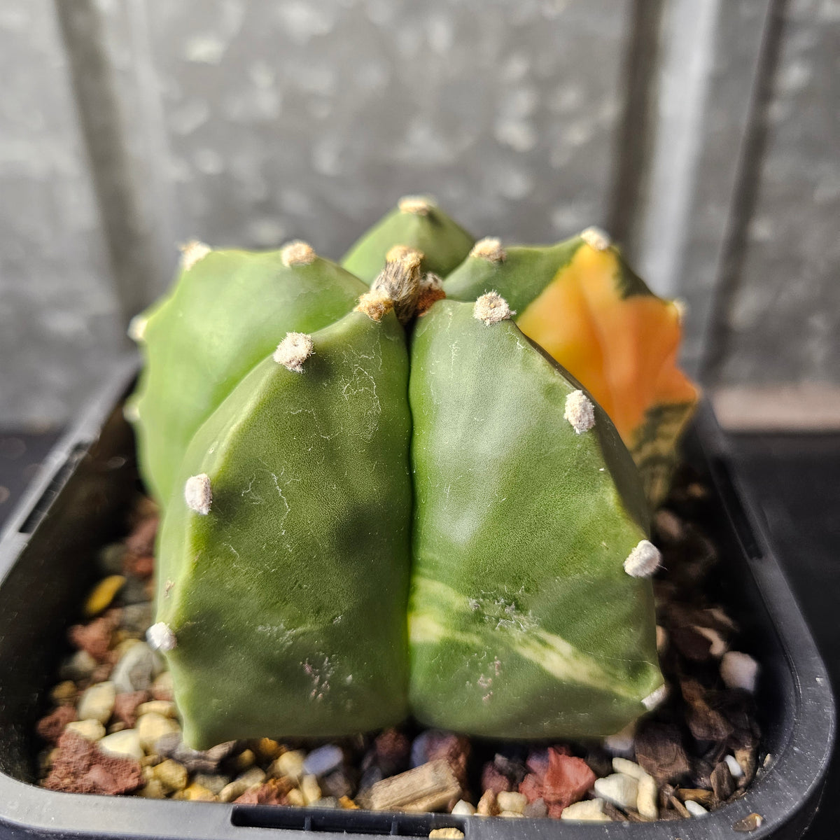 Astrophytum myriostigma variegated
