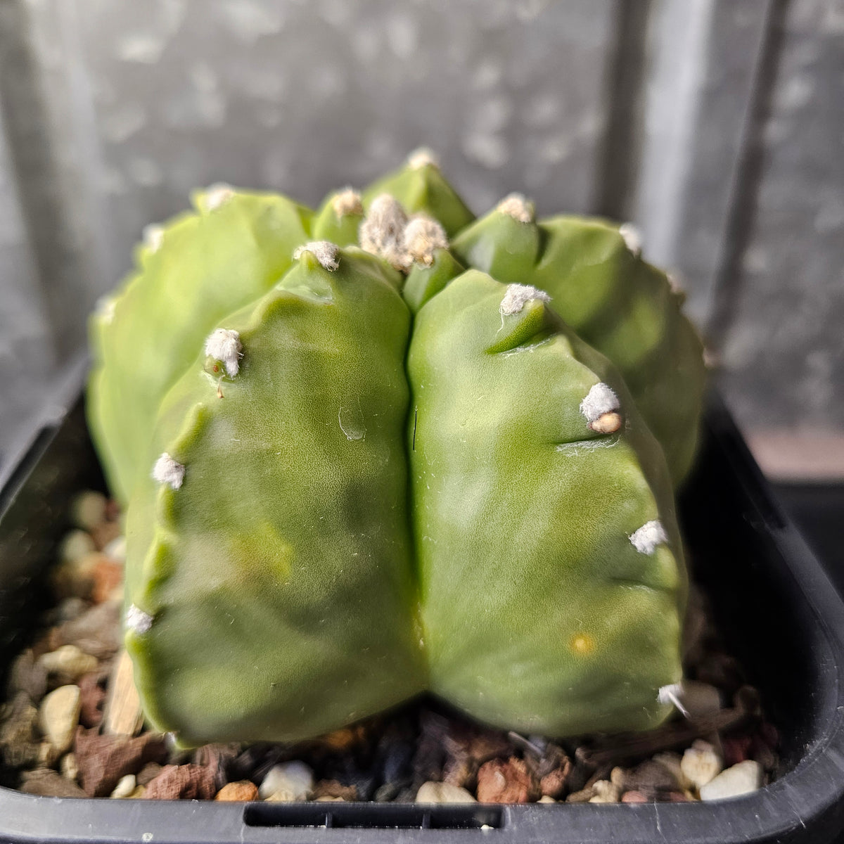 Astrophytum myriostigma cv. Kikko