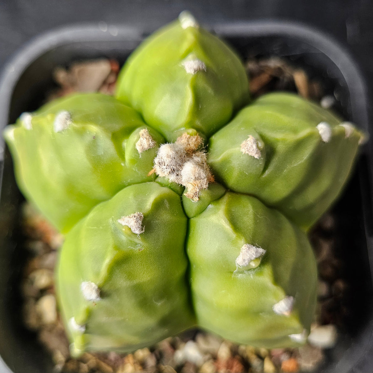 Astrophytum myriostigma cv. Kikko